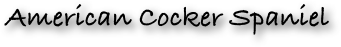 American Cocker Spaniel 