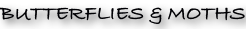 shapeimage_5_link_0