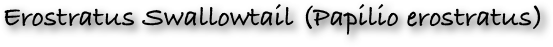 Erostratus Swallowtail (Papilio erostratus)
